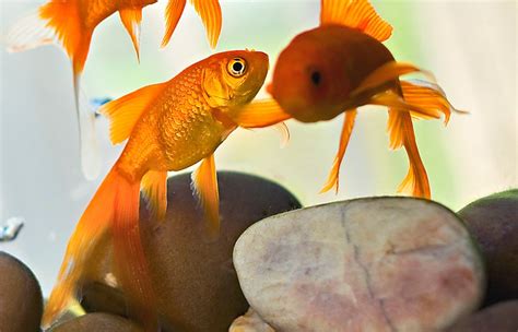 live fish petsmart|Pet Fish .